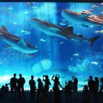 okinawa-aquarium-photograph