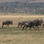 Khám phá thiên nhiên hoang dã vùng đất Kenya