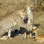 Khám phá thiên nhiên hoang dã vùng đất Kenya