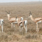 Khám phá Kenya trên lưng lạc đà