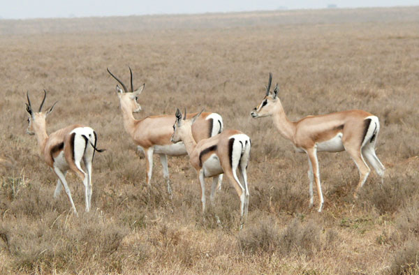 Khám phá Kenya trên lưng lạc đà