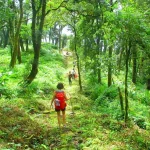 Con đường rừng xanh thích hợp trekking ở Lào